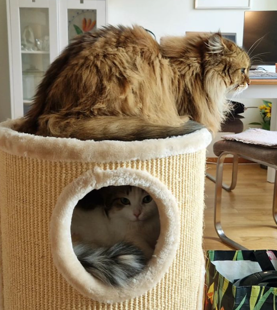 Sibirisk katt Nymphe och Orinda